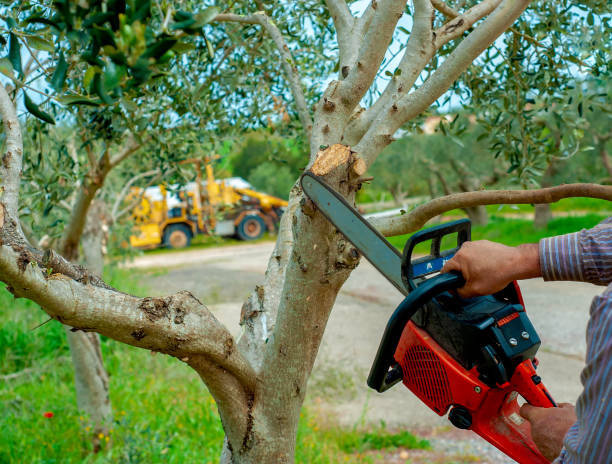 Best Local Tree Services  in Lake Of The Pines, CA